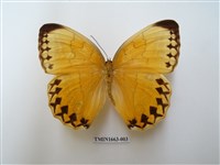 藏品(箭環蝶)的圖片